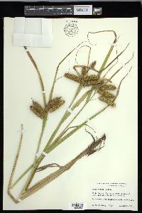 Carex comosa image