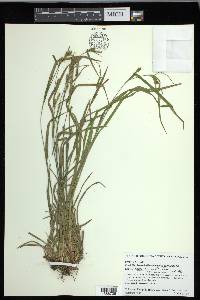 Carex corrugata image