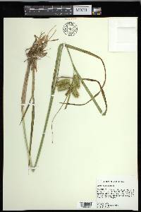 Carex comosa image