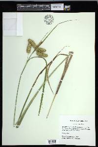 Carex comosa image