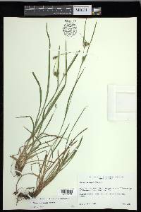 Carex corrugata image