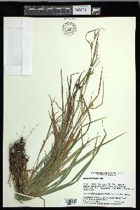 Carex corrugata image