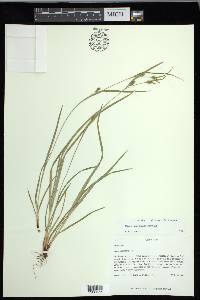 Carex corrugata image