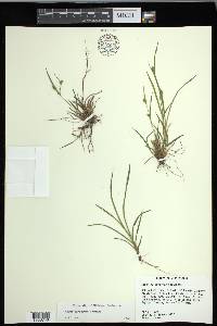 Carex corrugata image