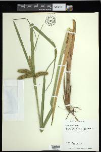 Carex comosa image