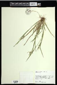 Carex crebriflora image