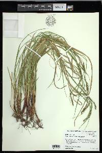 Carex debilis var. debilis image