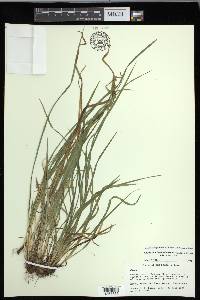 Carex cumberlandensis image