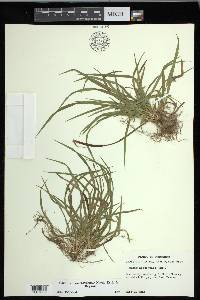 Carex cumberlandensis image