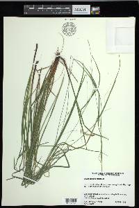 Carex debilis var. debilis image