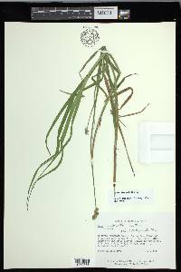 Carex cristatella image