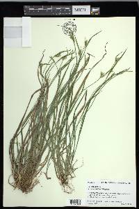 Carex crebriflora image