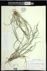 Carex debilis var. rudgei image