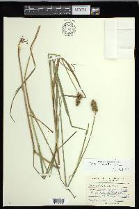 Carex cristatella image