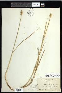 Carex cumulata image