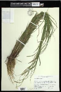 Carex debilis var. debilis image