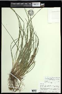 Carex cumberlandensis image