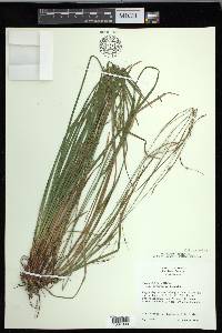 Carex debilis var. debilis image