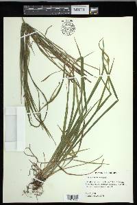 Carex crebriflora image