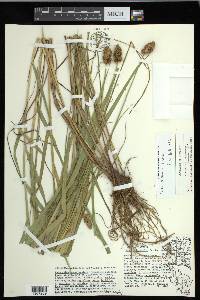 Carex cristatella image