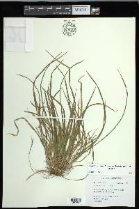 Carex cumberlandensis image