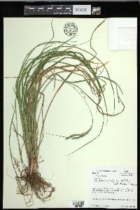 Carex debilis var. debilis image