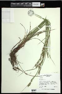 Carex debilis var. debilis image