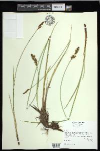 Carex cusickii image