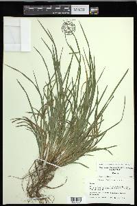 Carex cumberlandensis image