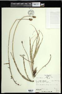 Carex cumulata image