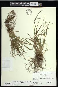 Carex cumberlandensis image