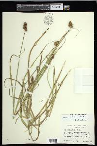 Carex cristatella image