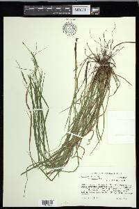 Carex debilis var. debilis image