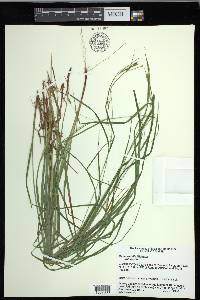 Carex debilis var. debilis image