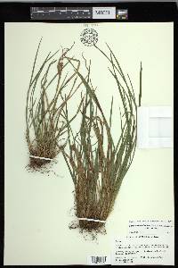 Carex cumberlandensis image