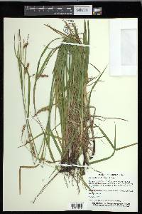 Carex davisii image