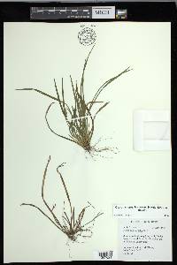 Carex cumberlandensis image