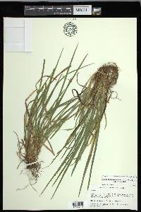 Carex cumberlandensis image