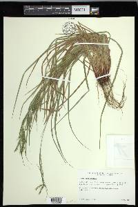 Carex debilis var. debilis image