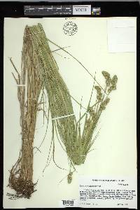 Carex cristatella image