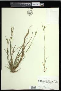 Carex crebriflora image