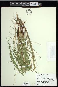 Carex debilis var. debilis image