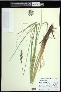 Carex cusickii image