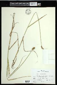 Carex cristatella image