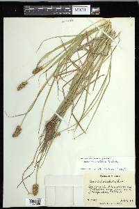 Carex cristatella image