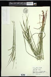 Carex debilis var. rudgei image