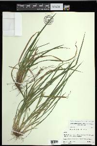 Carex cumberlandensis image