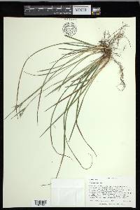 Carex dasycarpa image