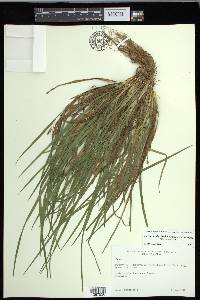 Carex cumberlandensis image