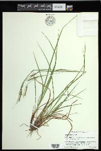 Carex debilis var. debilis image